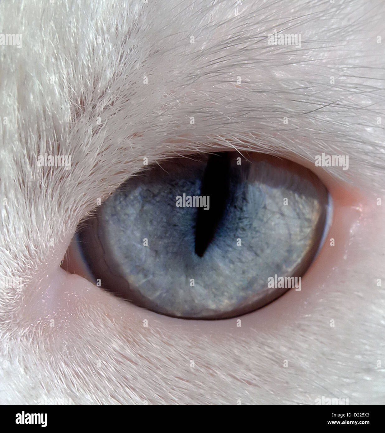 Close up d'un œil bleu d'un chat blanc. Banque D'Images