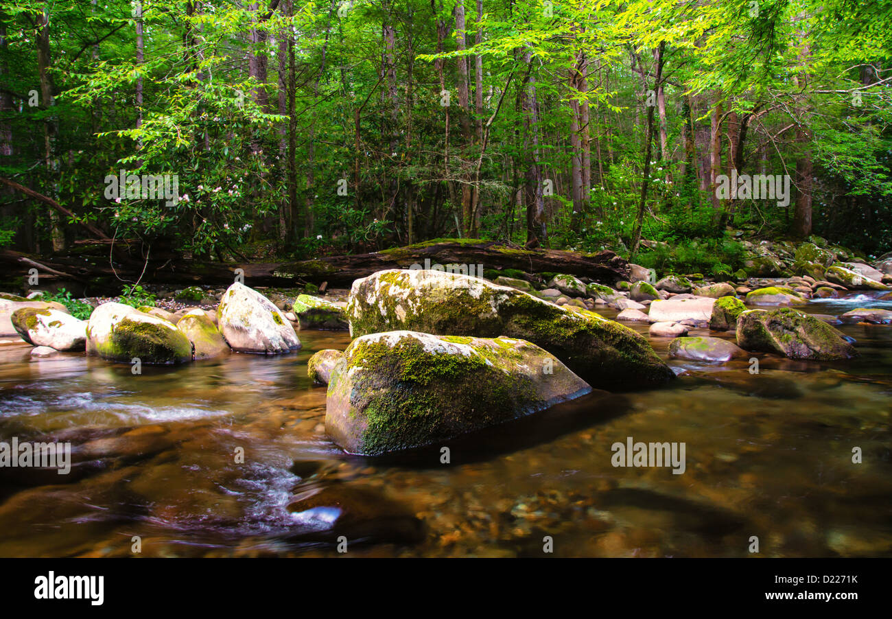 La ligne des arbres et de la végétation des rives d'un ruisseau rocheux dans les Smoky Mountains. Banque D'Images