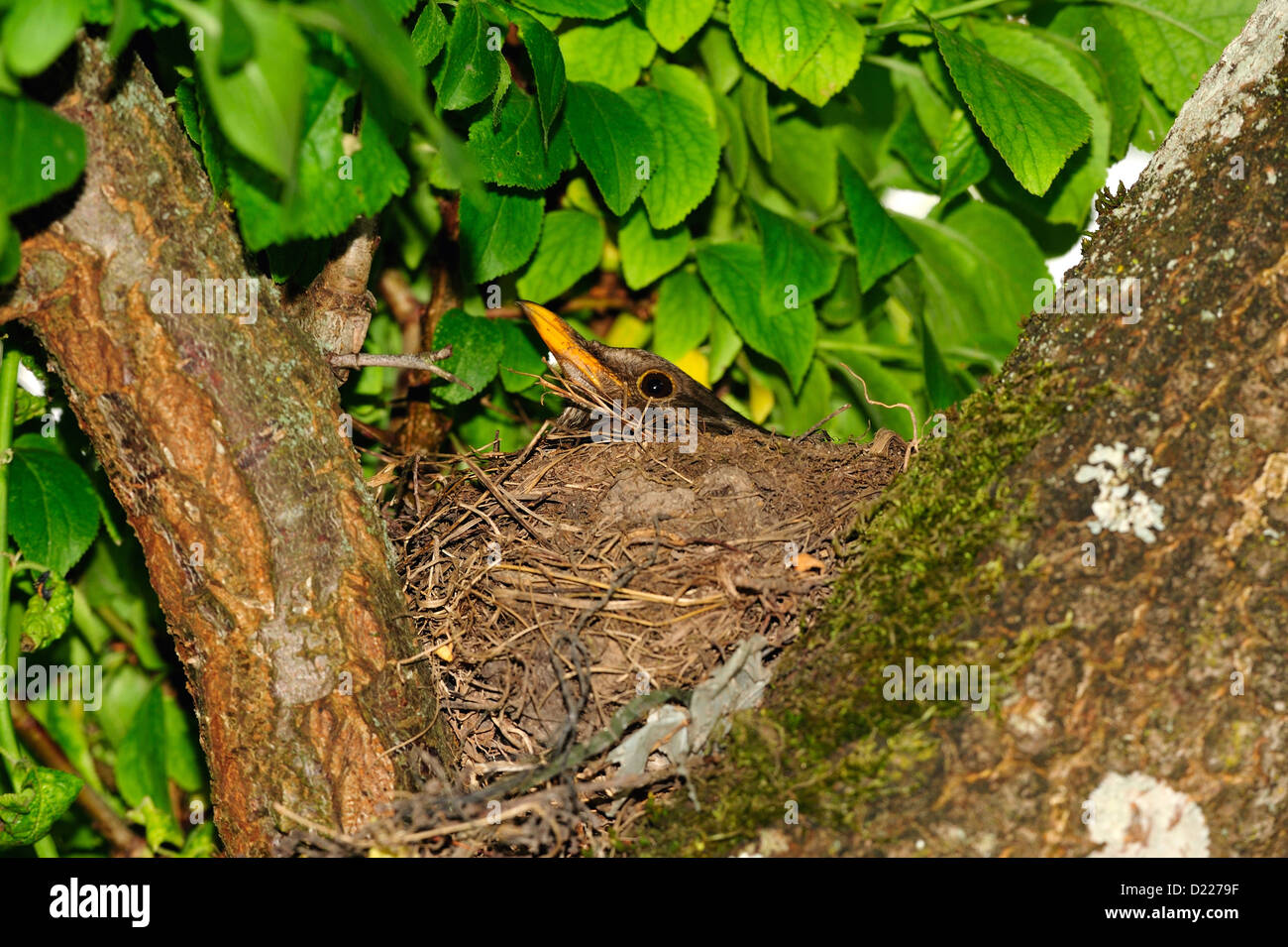 Amselweibchen (Turdus merula) femelle Blackbird • Landkreis Schwaebisch Hall, Bade-Wurtemberg, Allemagne Banque D'Images