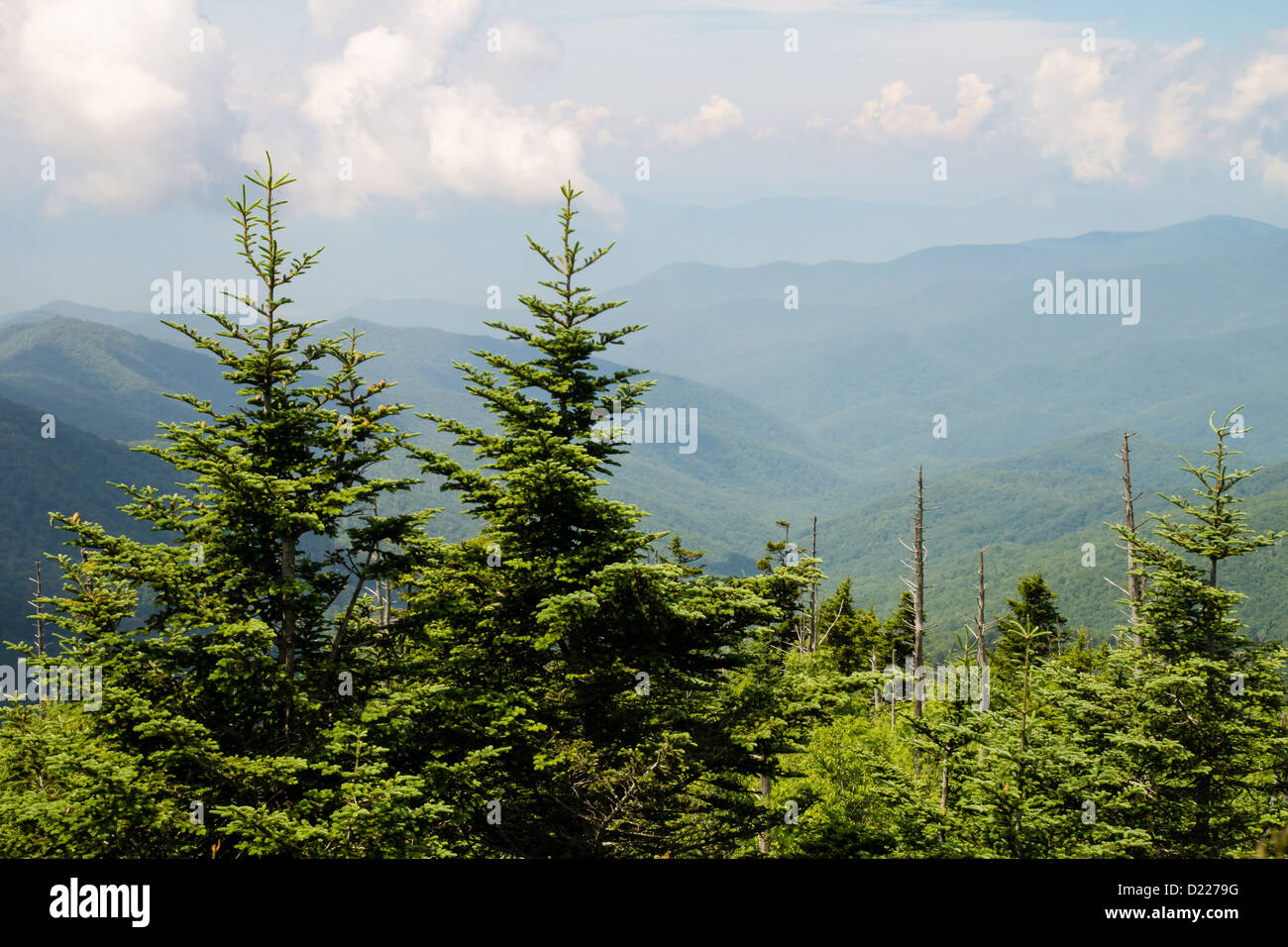 De pins avec une vue de la Smoky Mountains en arrière-plan. Banque D'Images