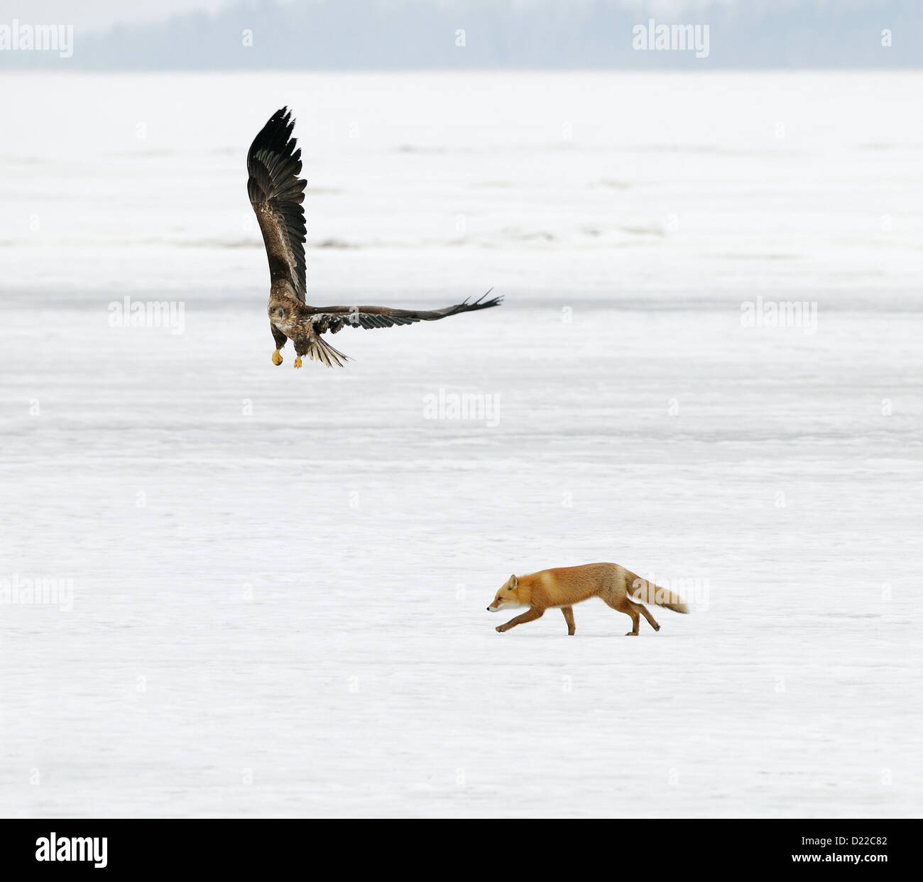 Japanese Red Fox avec de jeunes pygargues à queue blanche la période automne au bord du lac dans le nord-est de Hokkaido, Japon. Banque D'Images
