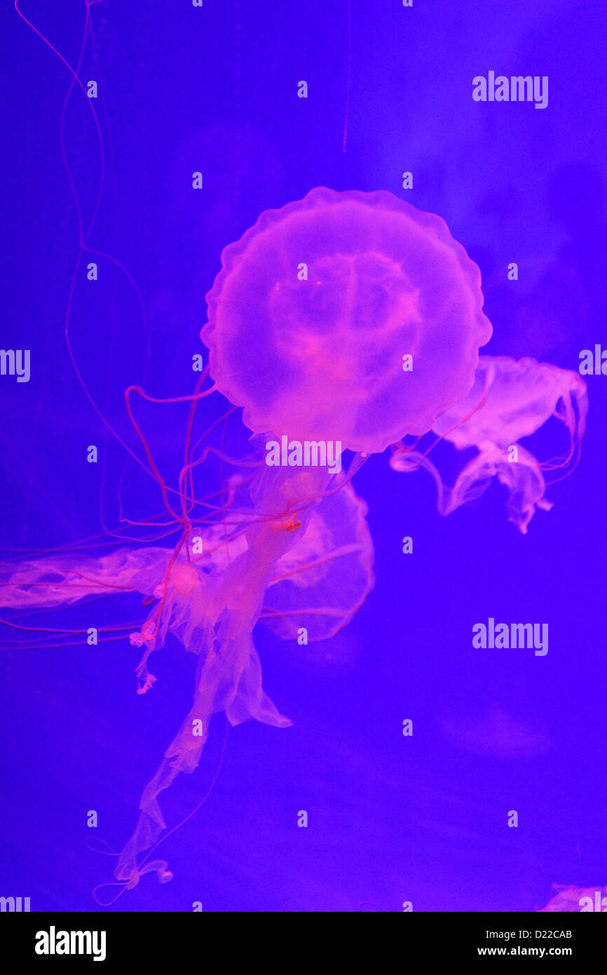 Les méduses sous lumière UV dans l'Aquarium de Shanghai, Chine Banque D'Images