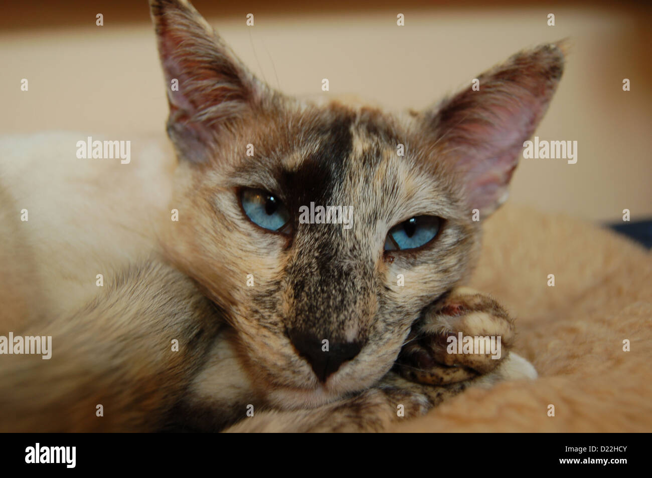 Head shot of a Siamese Cat Banque D'Images