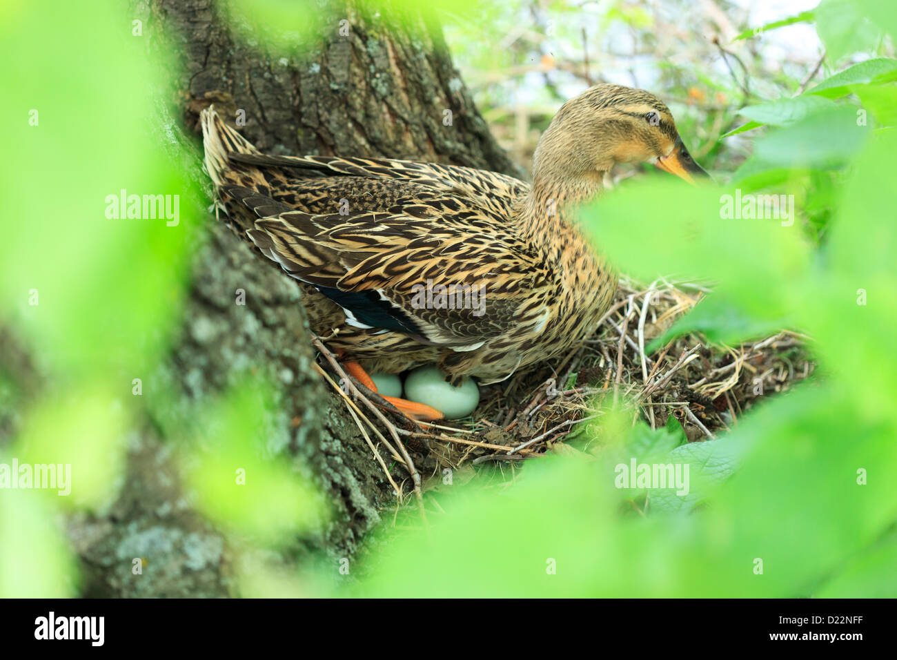 Oeufs de canard colvert Banque de photographies et d’images à haute — free download