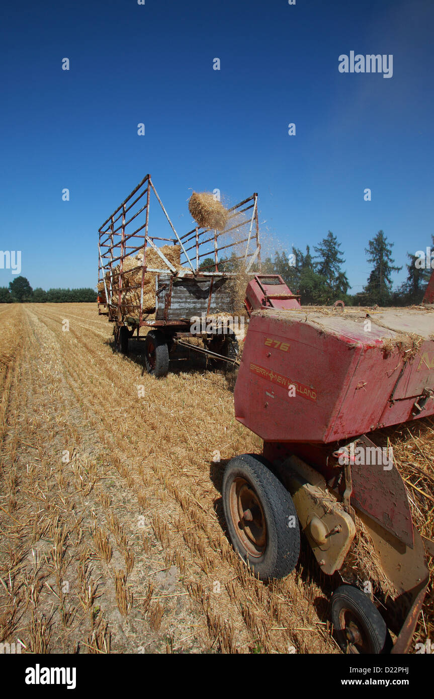 Hamm, Allemagne, la récolte de paille avec une vieille presse Banque D'Images