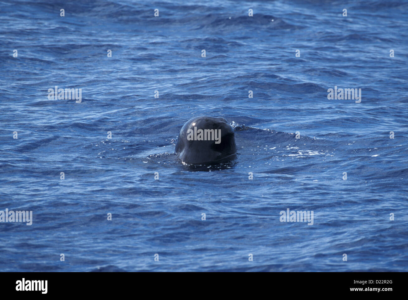 Cachalot Physeter macrocephalus Dominique, mer des Caraïbes Décembre Physeteridae Adultes Banque D'Images