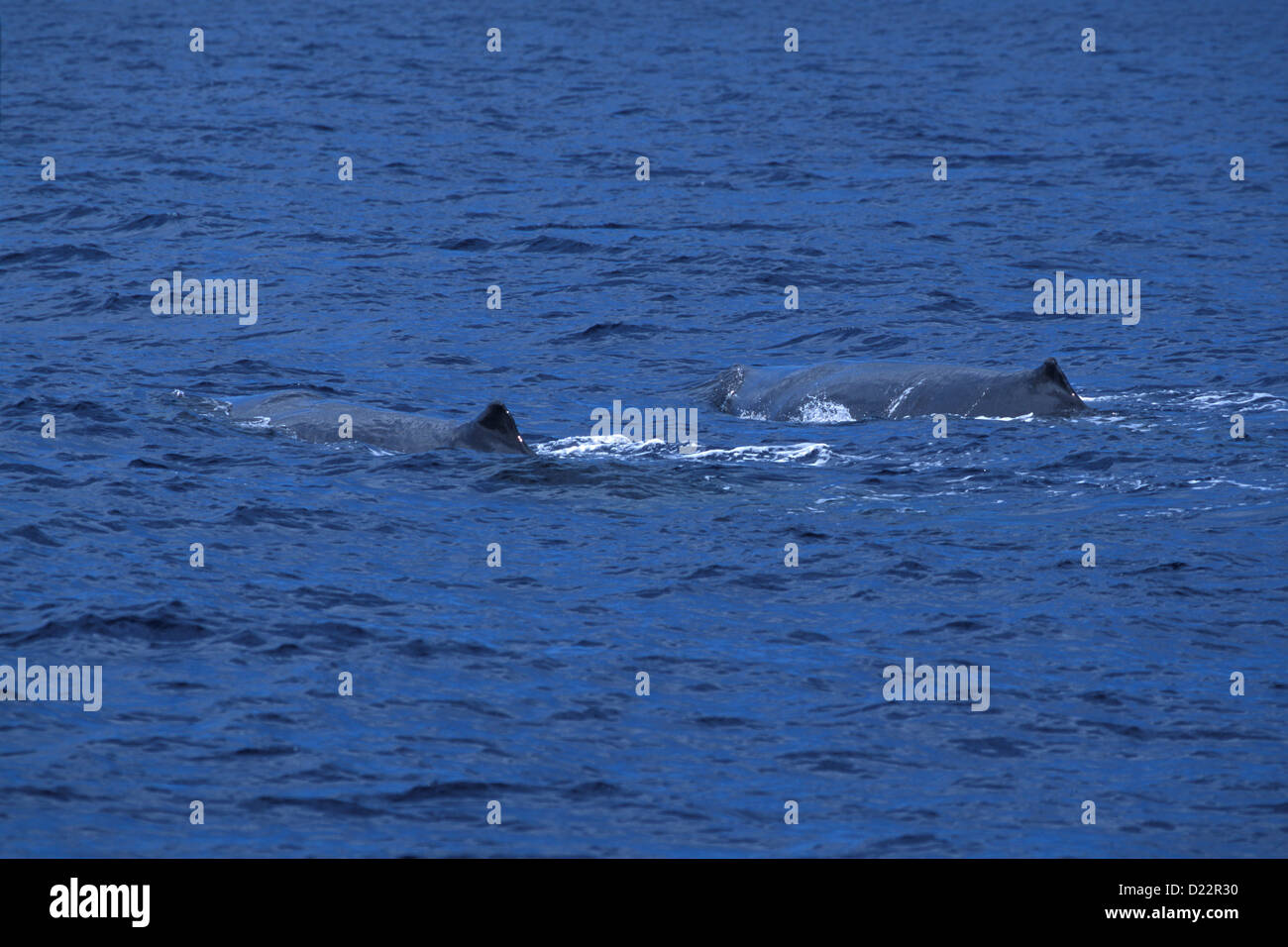 Cachalot Physeter macrocephalus Dominique, mer des Caraïbes Décembre Physeteridae Adultes Banque D'Images
