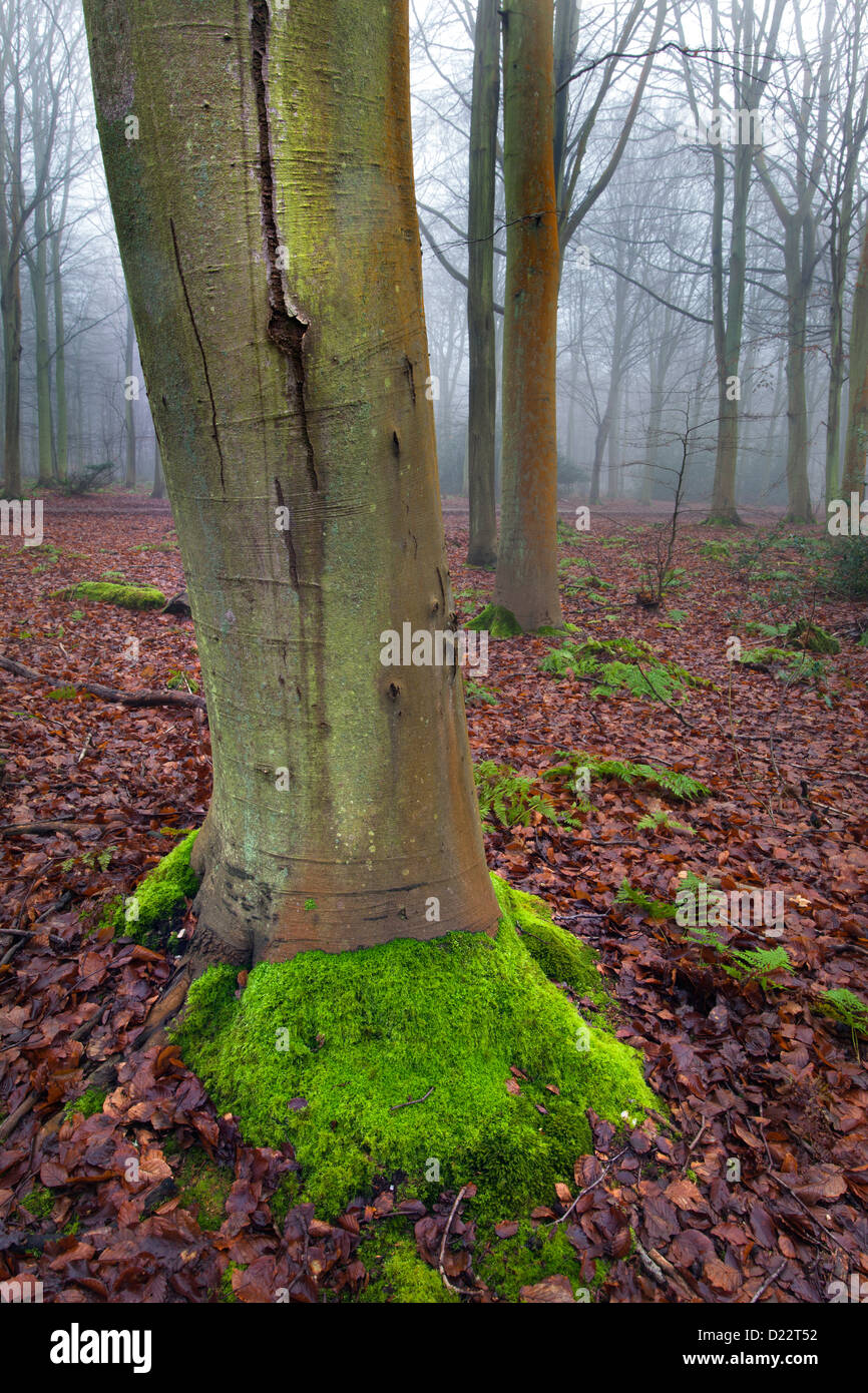 Beech tree trunk avec moss à Felbrigg Norfolk UK Banque D'Images
