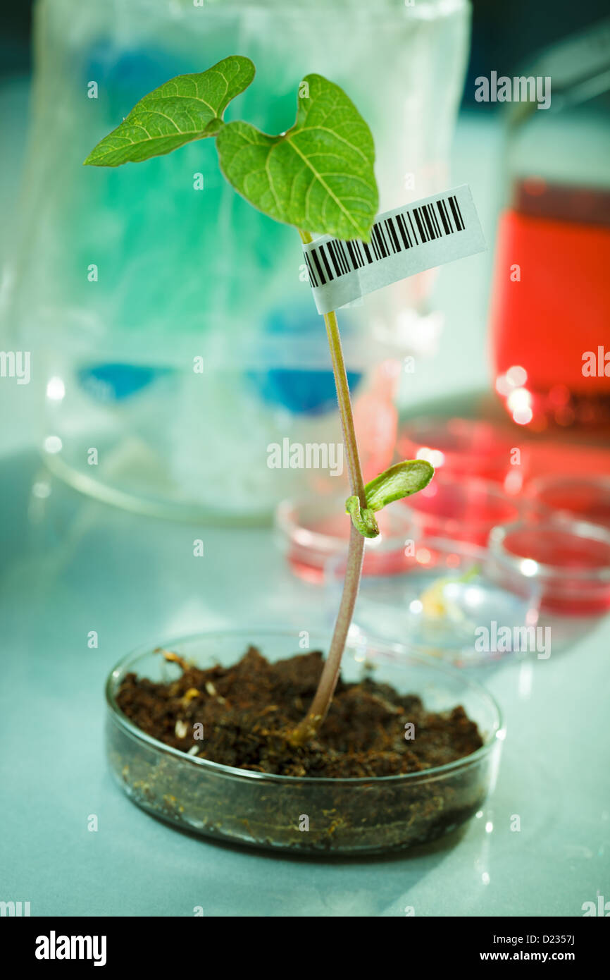 Des semis de plantes génétiquement modifiées dans le laboratoire de microbiologie à code-barres Banque D'Images