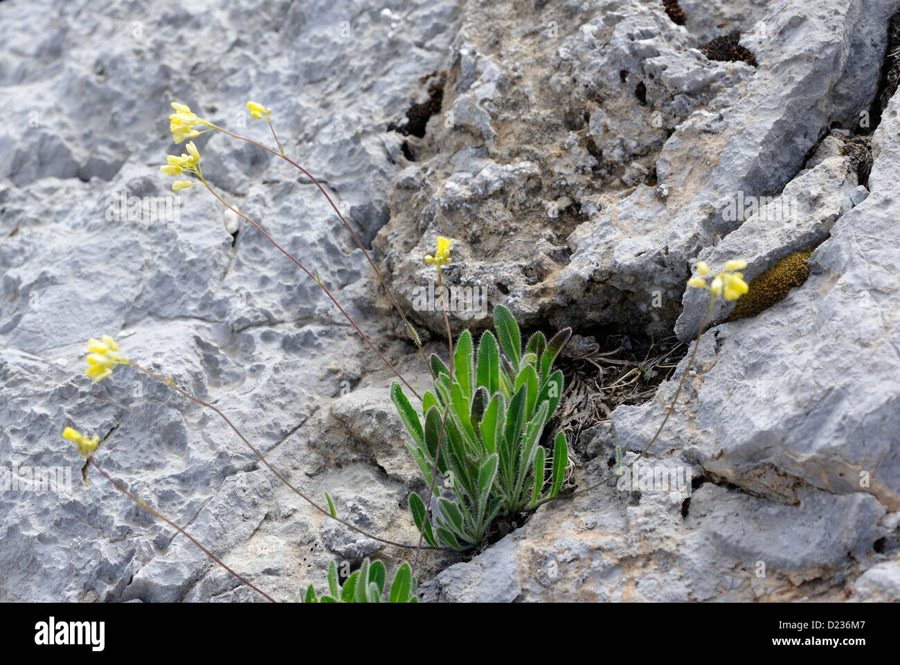 Les plantes alpines poussant dans les roches calcaires. Fuente De, parc national des Picos de Europa. Picos de Europa. Espagne Banque D'Images Les plantes alpines poussant dans les roches calcaires. Fuente De, parc national des Picos de Europa. Picos de Europa. Espagne Banque D'Images