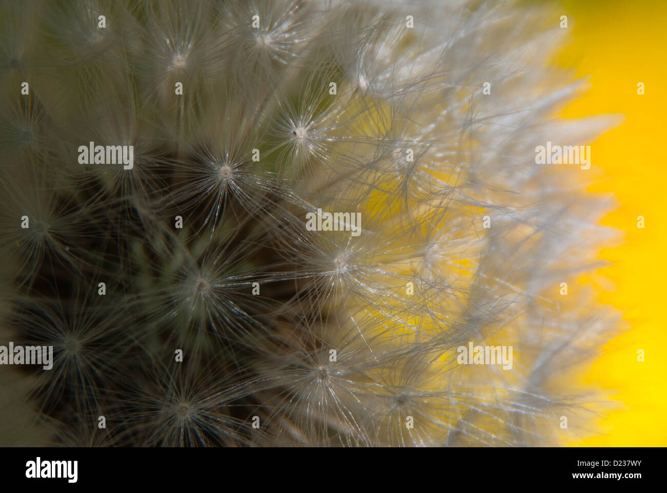 Close-up Pissenlit Fleur - Tête de pissenlit (Taraxacum officinale) Banque D'Images