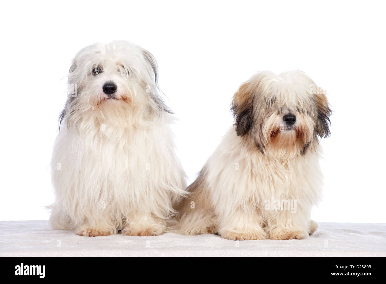 Coton de Tuléar chien Banque D'Images