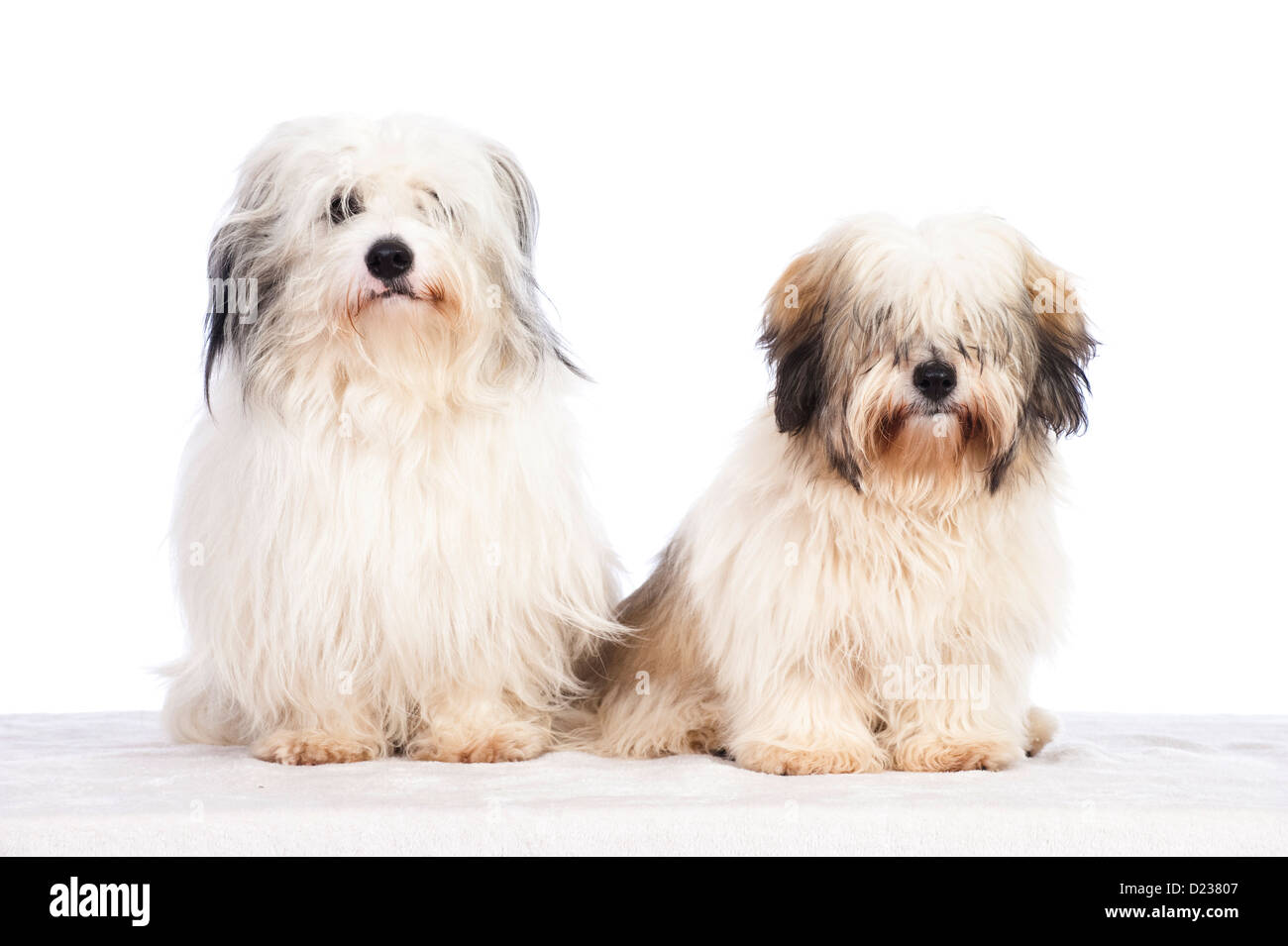 Coton de Tuléar chien Banque D'Images