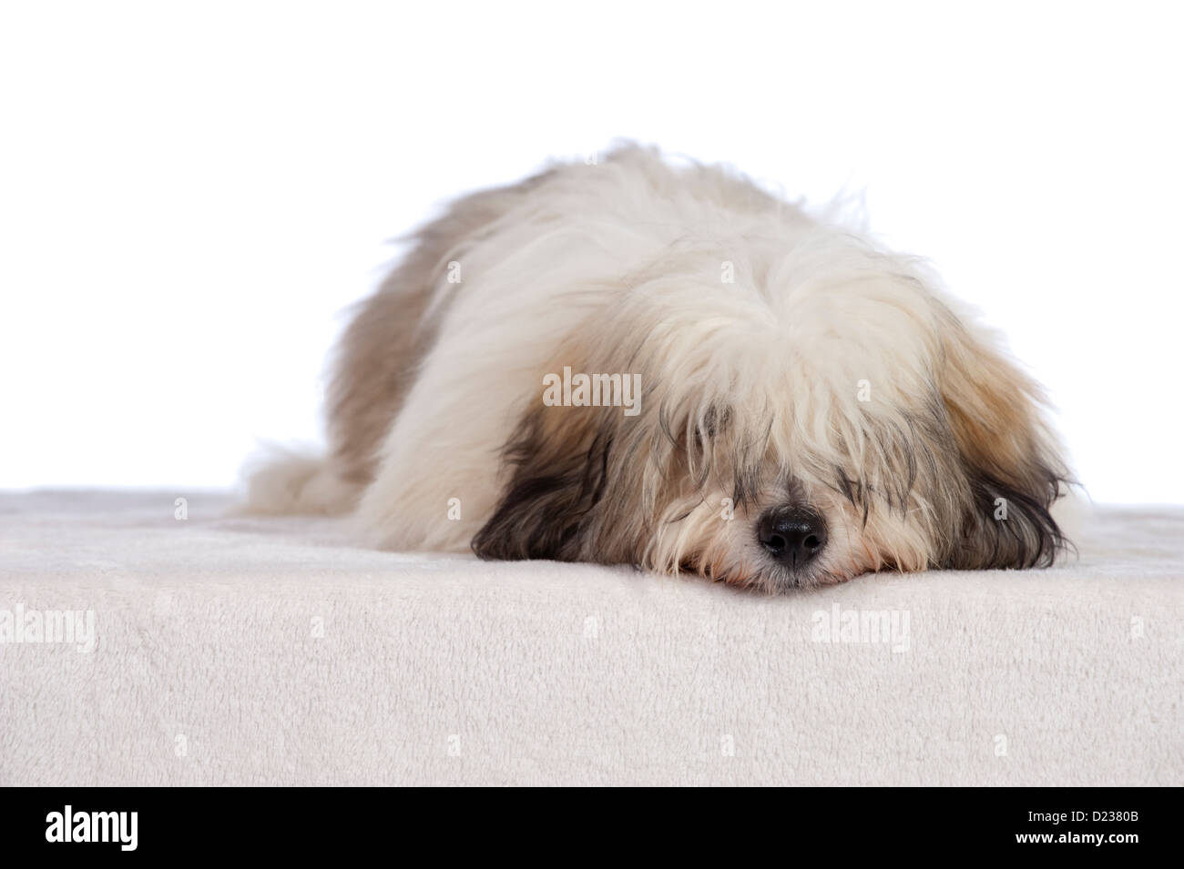 Coton de Tuléar chien Banque D'Images