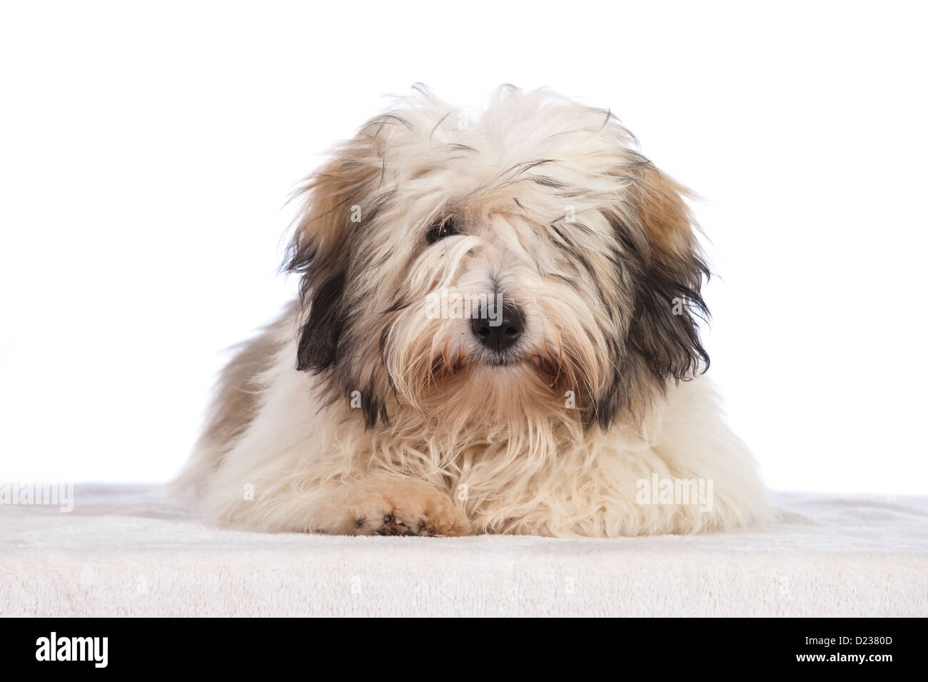 Coton de Tuléar chien Banque D'Images