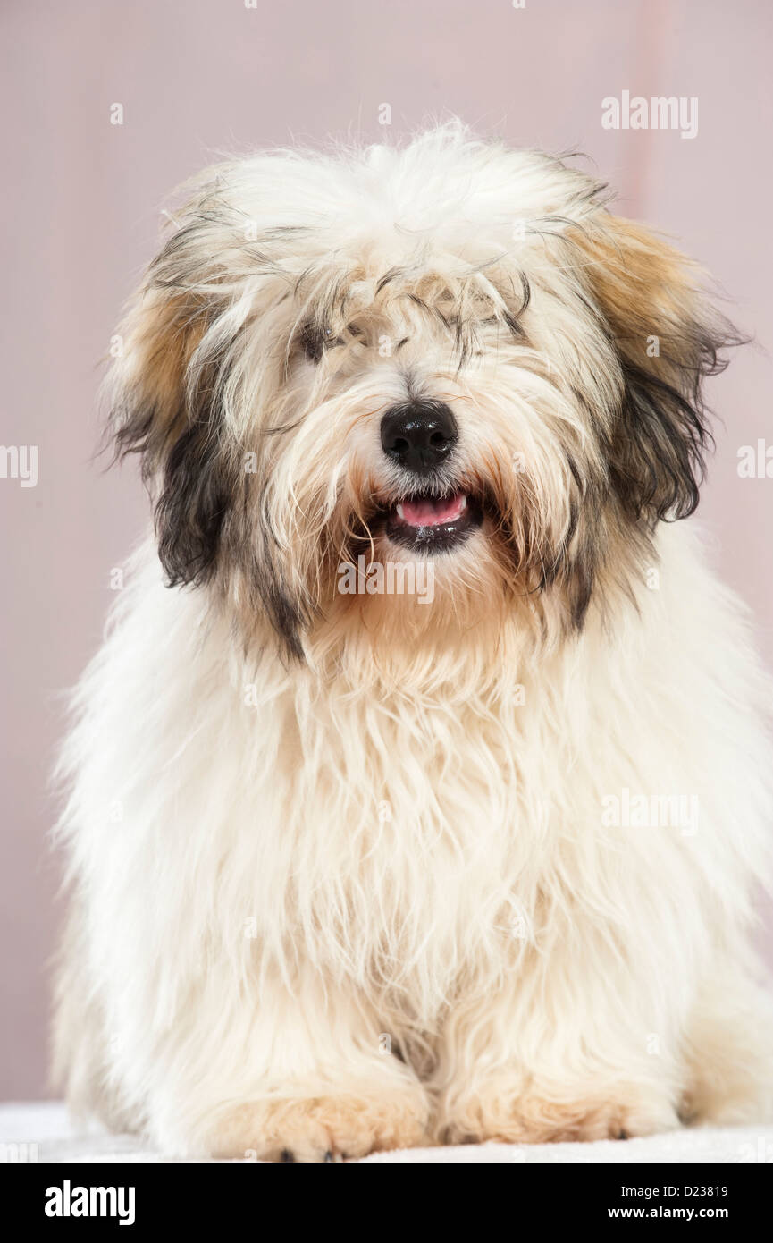 Coton de Tuléar chien Banque D'Images