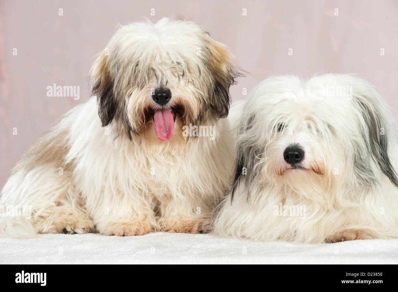 Coton de Tuléar chien Banque D'Images