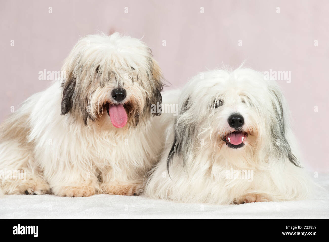Coton de Tuléar chien Banque D'Images