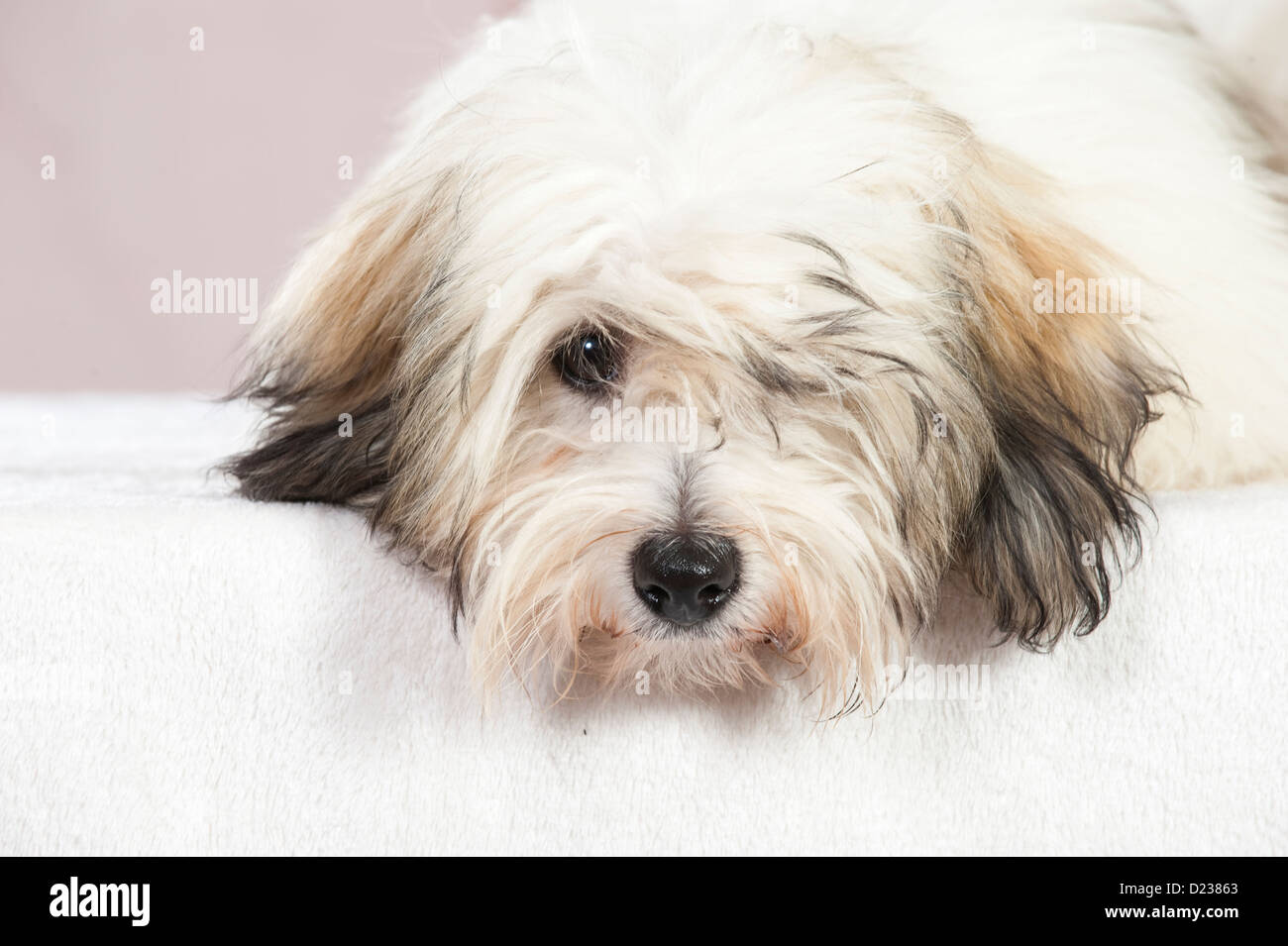 Coton de Tuléar chien Banque D'Images