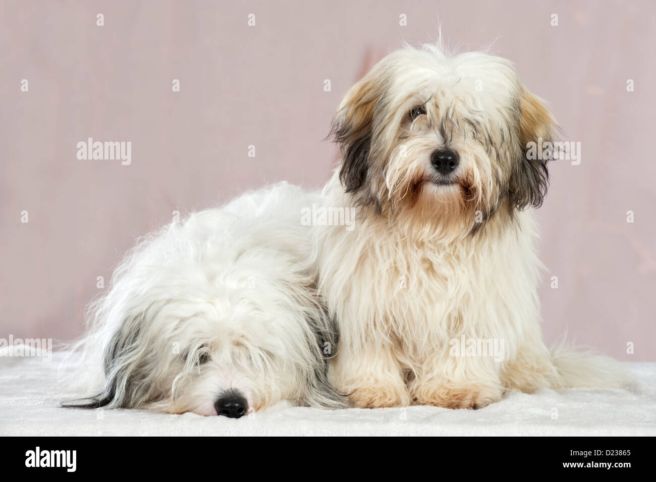 Coton de Tuléar chien Banque D'Images