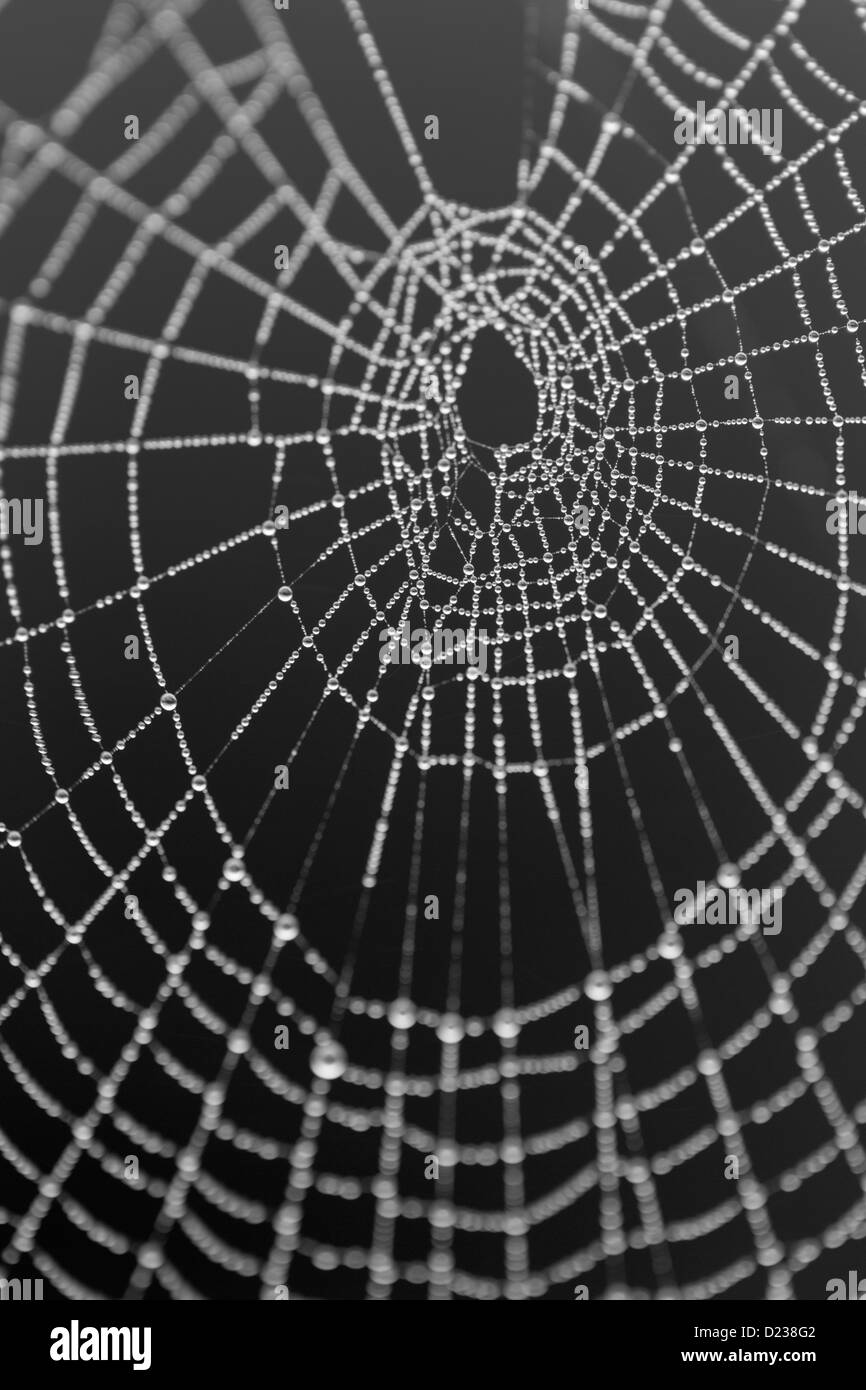 Forte rosée sur les araignées site web Banque D'Images