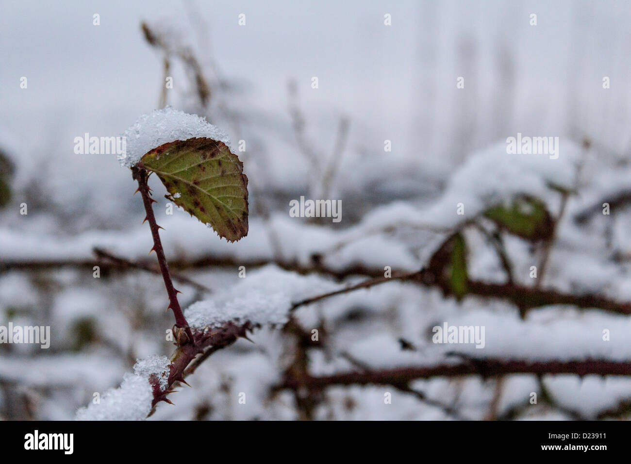 Feuilles couvertes de neige au début de la neige en 2012. Glasgow, Écosse, Royaume-Uni Banque D'Images