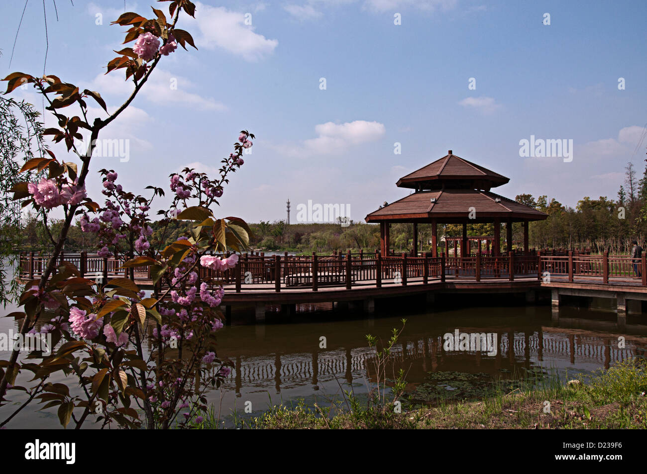 Cherry ,Gu Village Park, Baoshan District, Shanghai, Chine. Banque D'Images