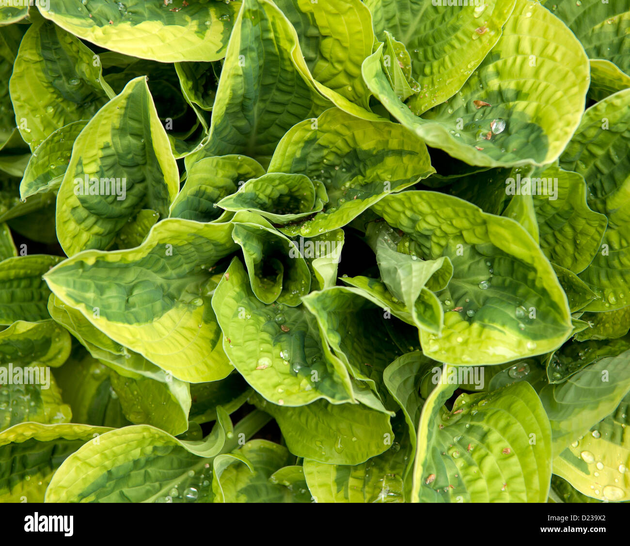 Un hosta plante à feuilles panachées Banque D'Images