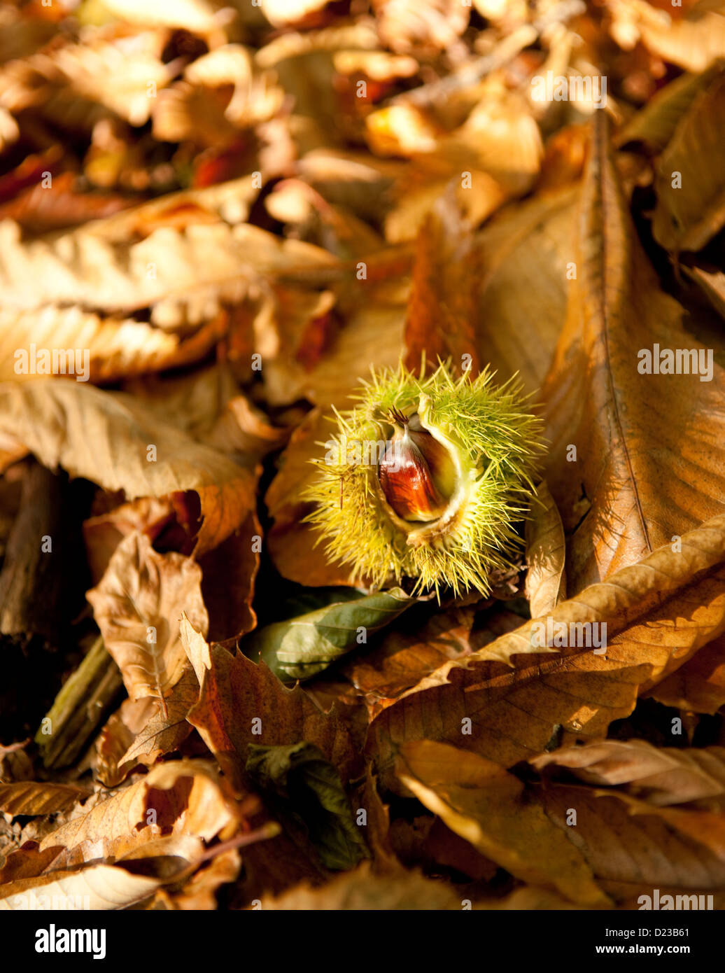 Un fruit de châtaigne sur les feuilles tombées Banque D'Images
