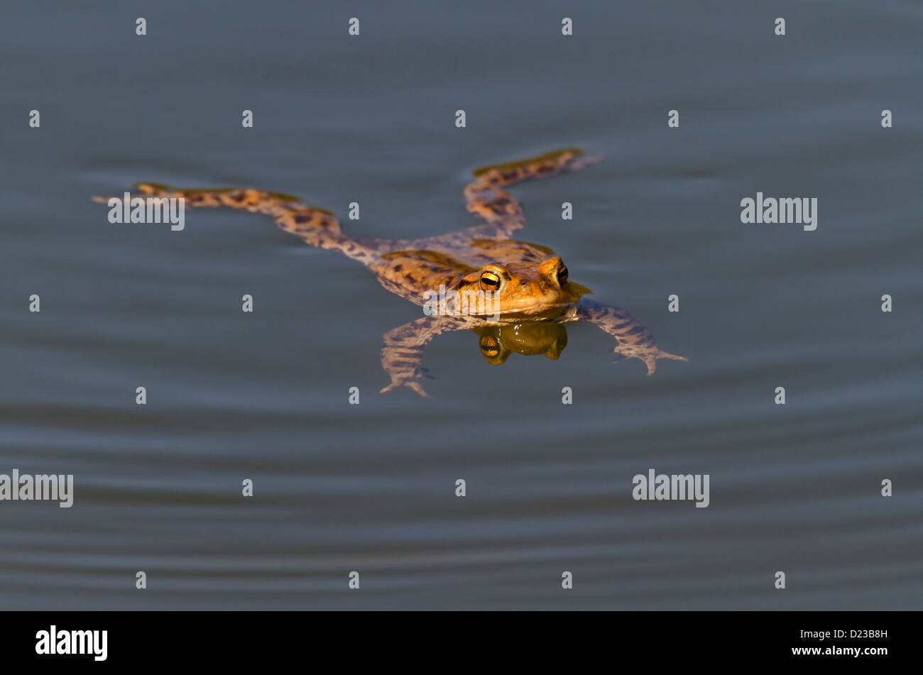 Le crapaud commun Bufo bufo / Banque D'Images