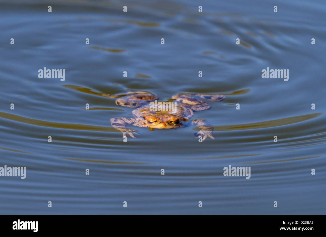 Le crapaud commun Bufo bufo / Banque D'Images