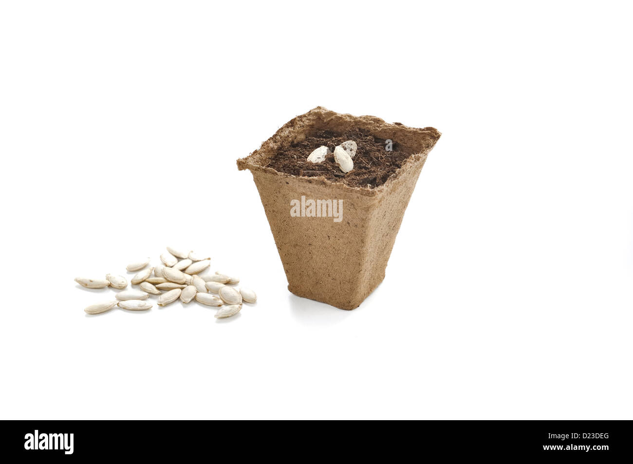 Pots de tourbe biodégradable pour les semis isolé sur fond blanc Banque D'Images