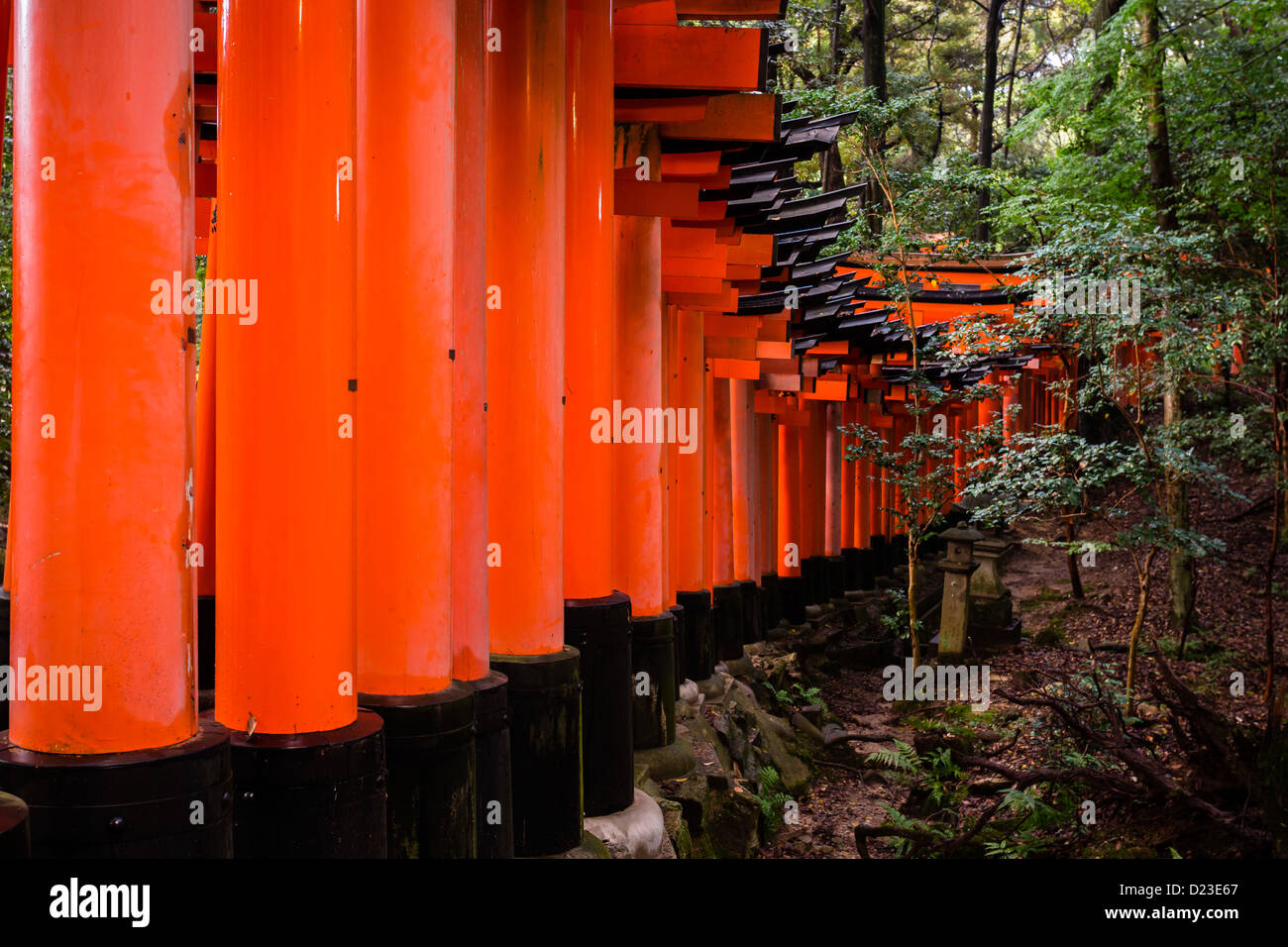 Tunnel créé par tori rouge gates au Sanctuaire Fushimi Inari, à Kyoto. Banque D'Images