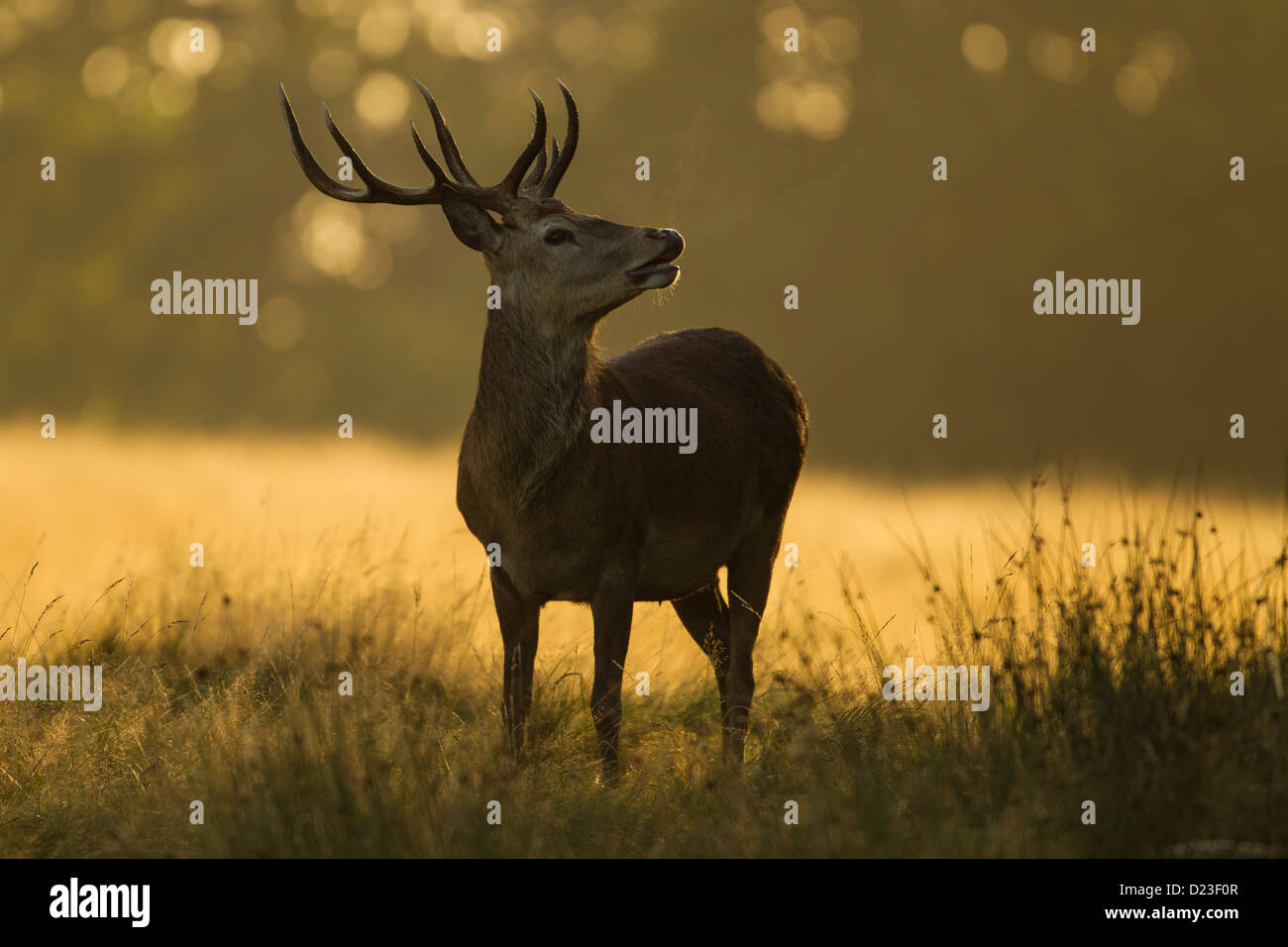 Red Deer (Cervus elaphus) Stag pendant le rut rugissant à Richmond Park, tôt le matin la lumière - UK Banque D'Images