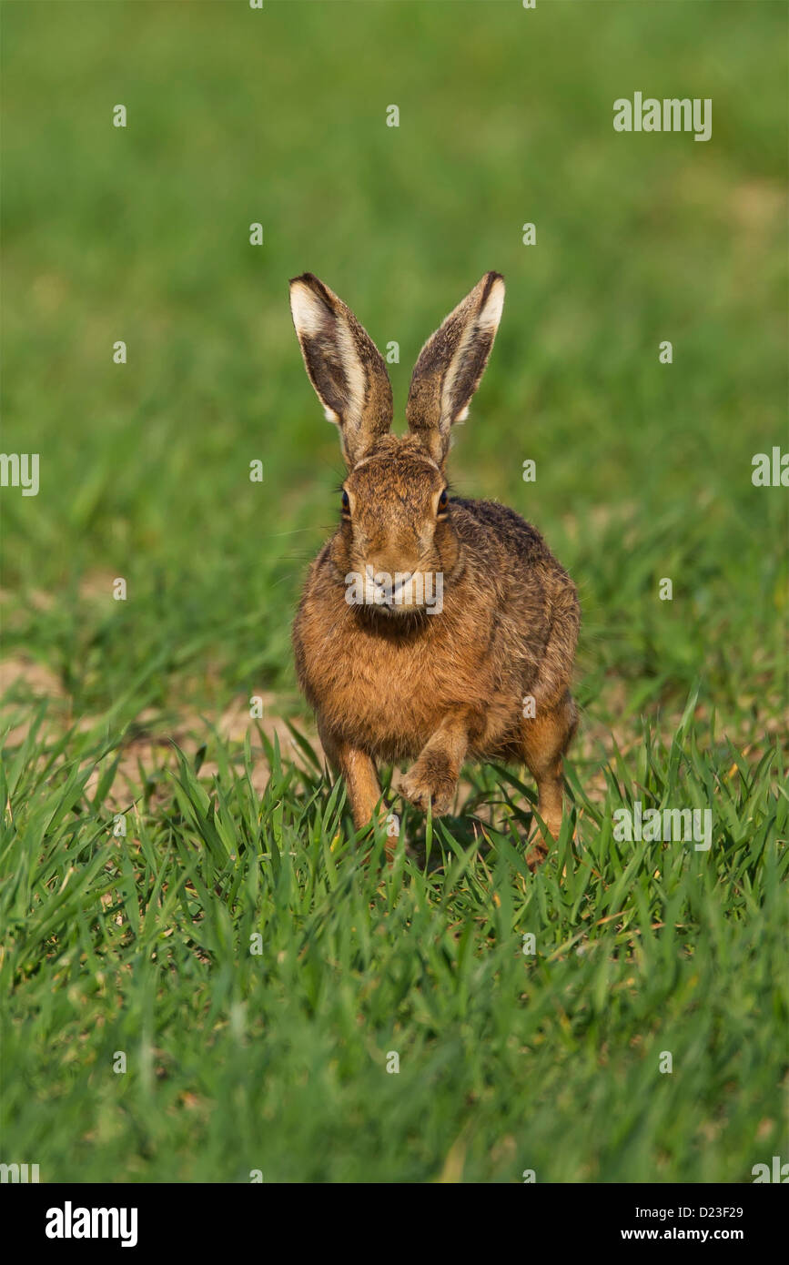 Lièvre brun exécutant vers la caméra dans le champ de blé de printemps au petit matin la lumière.(Lepus capensis) Banque D'Images