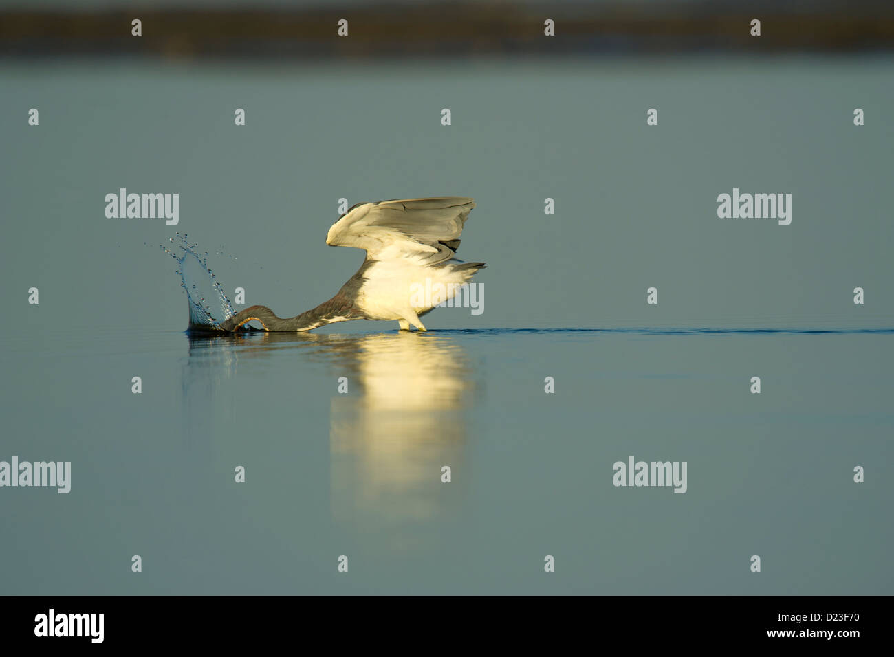 De couleur pêche Tri Heron dans le sallows Banque D'Images