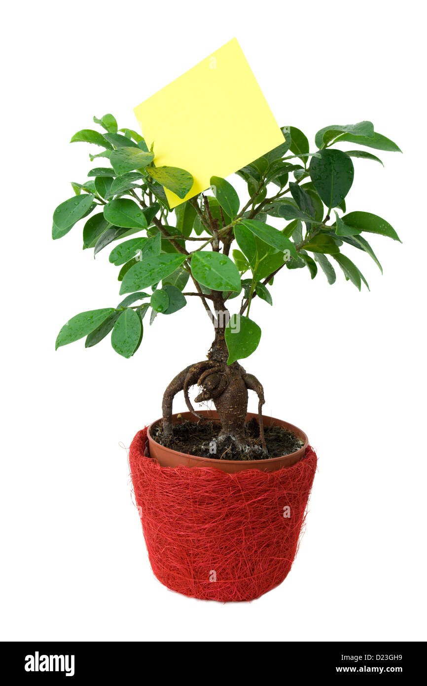 Petit arbre avec un papier vierge Banque D'Images