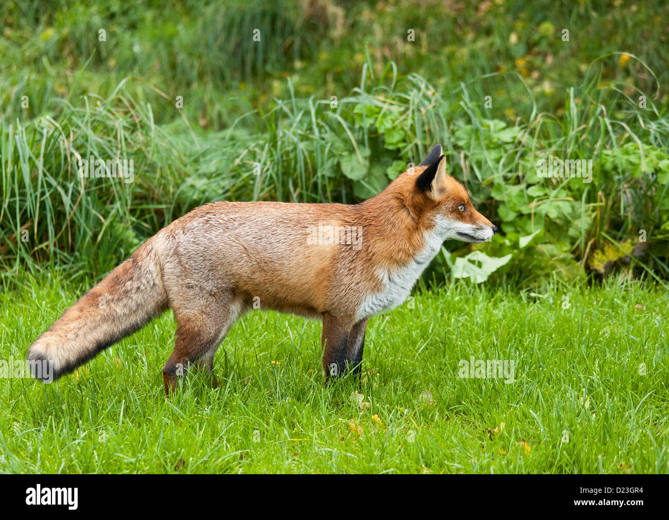 Une jeune renarde fox Banque D'Images