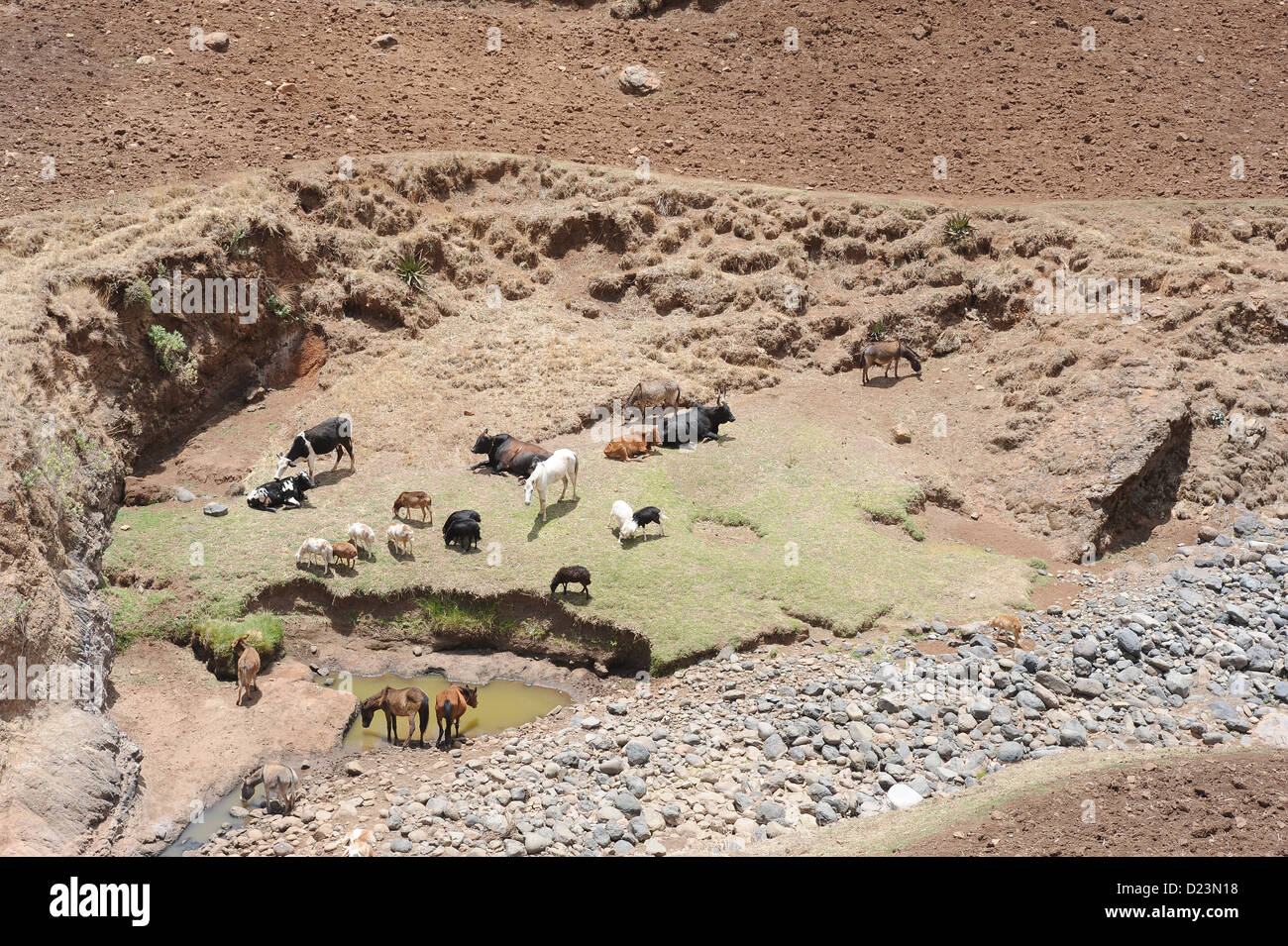 Mangudo, l'Éthiopie, les animaux de ferme à un point d'eau Banque D'Images