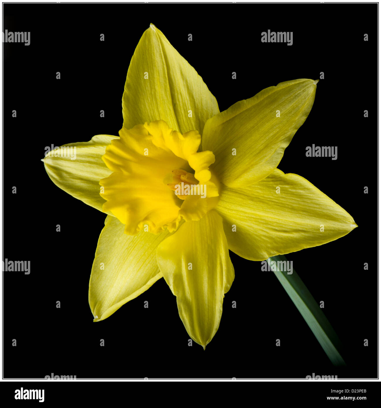 Une Jonquille De L Embleme National Du Pays De Galles Vu Sur Un Fond Noir Souvent Consideree A Jour Stdavids Le 1er Mars 1 3 13 Photo Stock Alamy