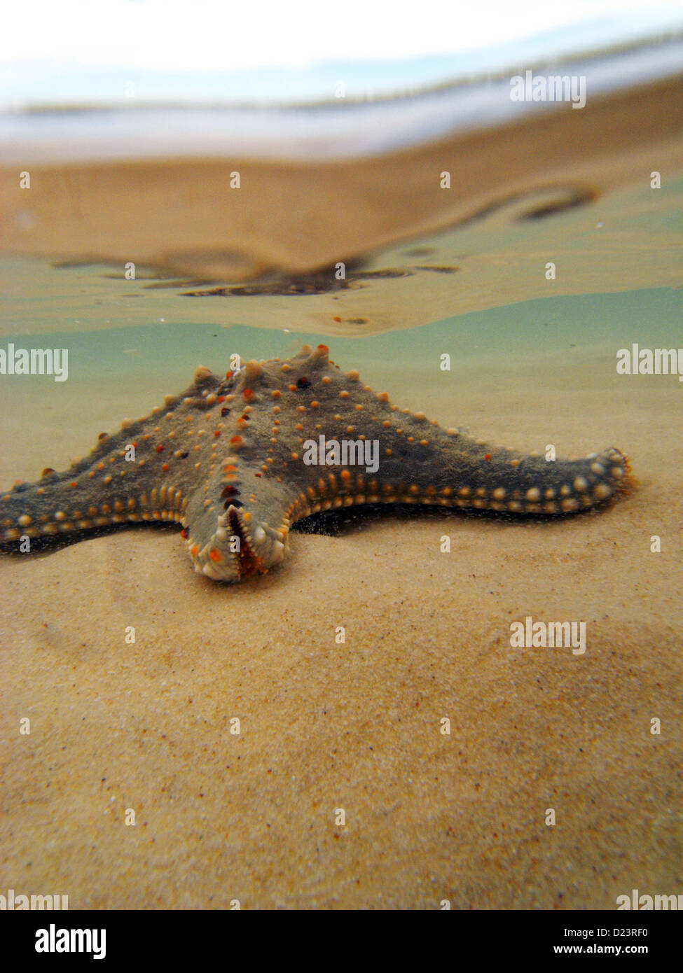 Étoiles de mer (Protoreaster sp.) dans les eaux peu profondes, Moreton Bay Marine Park, Queensland, Australie Banque D'Images