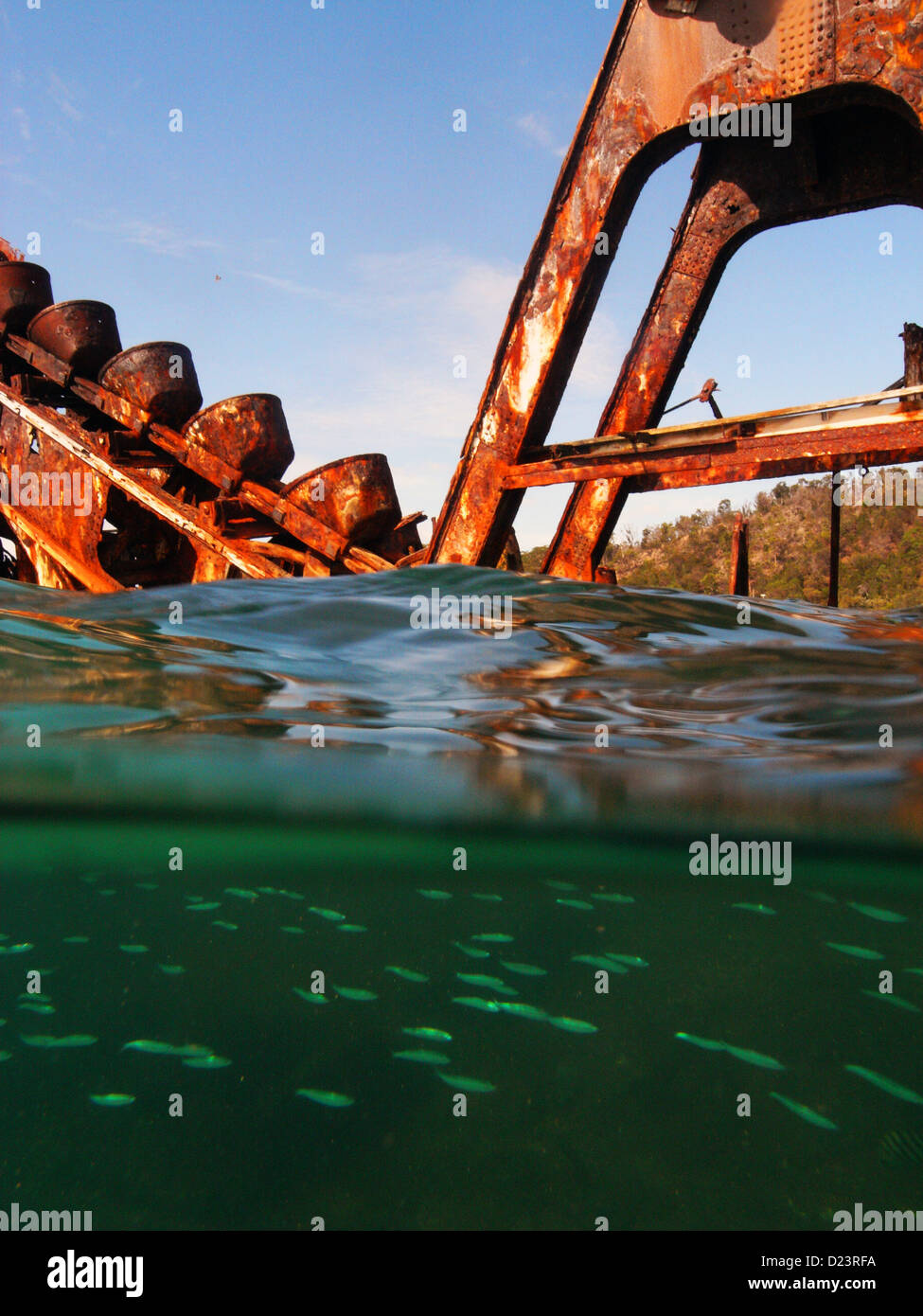 Les poissons-appâts autour de l'épave d'une barge de dragage, de l'île Moreton, épaves de Tangalooma, Moreton Bay Marine Park, près de Brisbane, Australie Banque D'Images