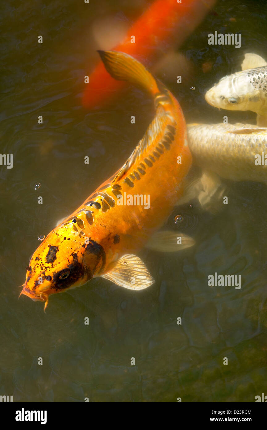 Koi de poissons dans un étang Banque D'Images