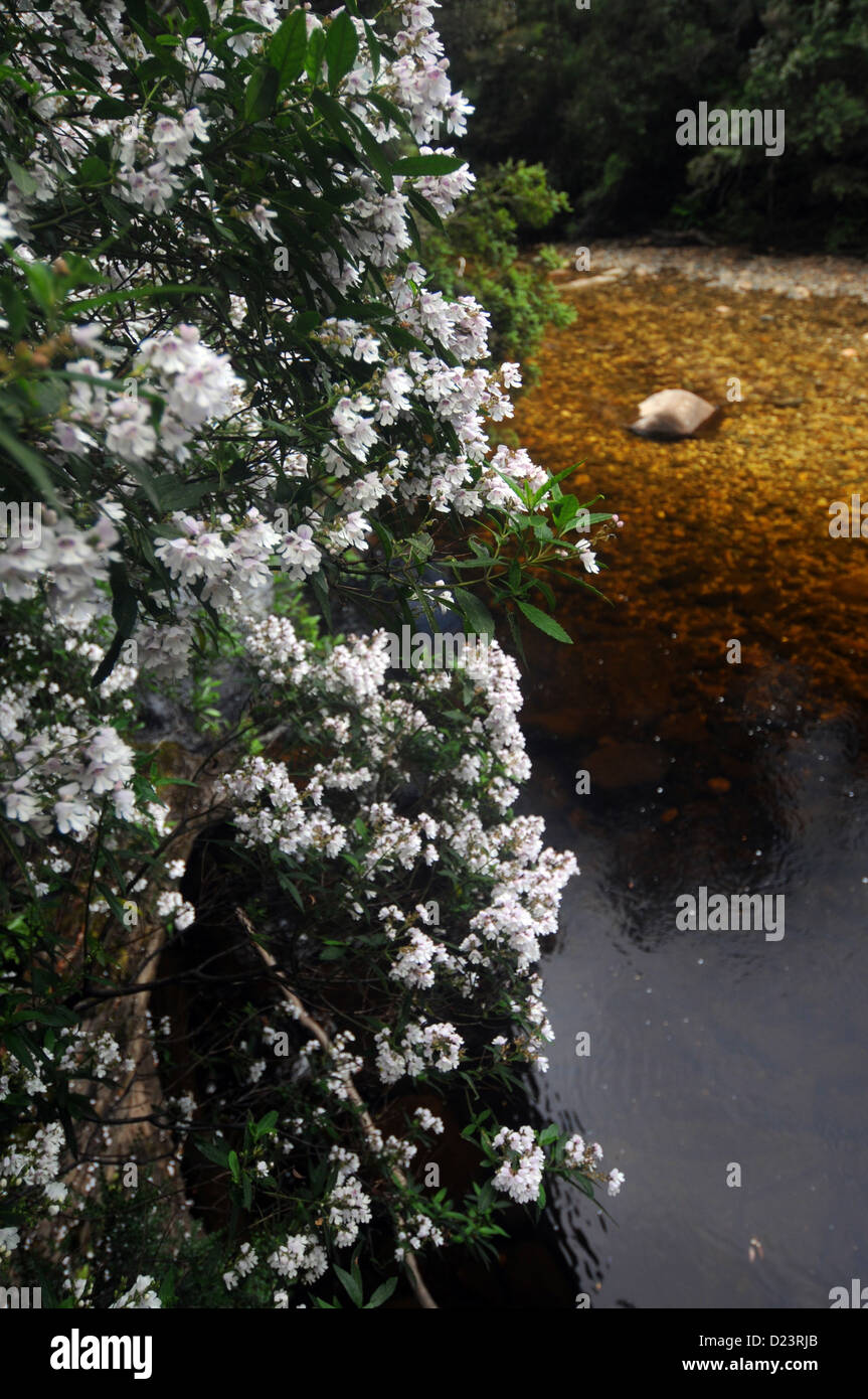 Bush de Noël (Bursaria spinosa) à côté de la rivière Franklin, près du départ de la piste de Frenchman's Cap, Tasmanie Banque D'Images