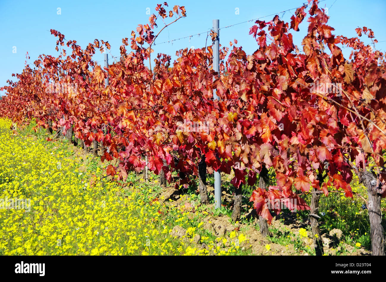 Vignoble d'automne au sud du Portugal Banque D'Images