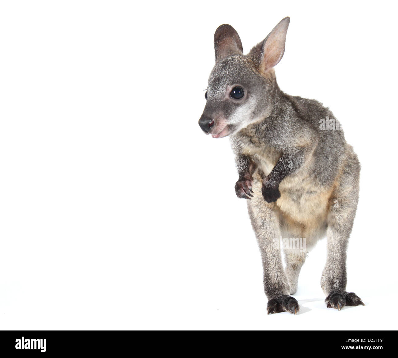 Wallaby noir ; swamp wallaby ; black-tailed wallaby Wallabia bicolor, photographié dans un studio adapté à la découpe Banque D'Images