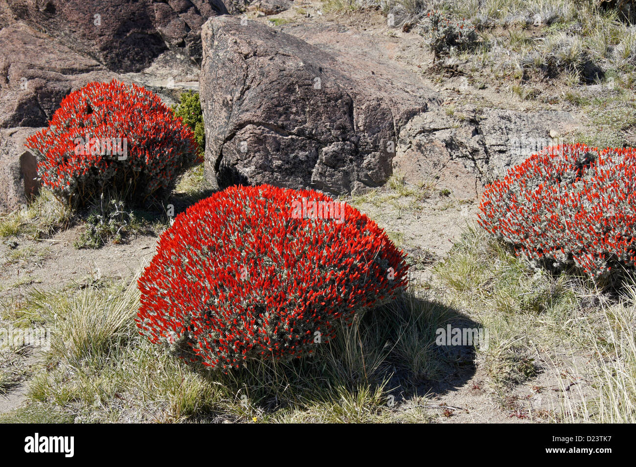 Neneo (fire-bush ou mata Cobourg) en fleur, Los Glaciares NP, Patagonie, Argentine Banque D'Images