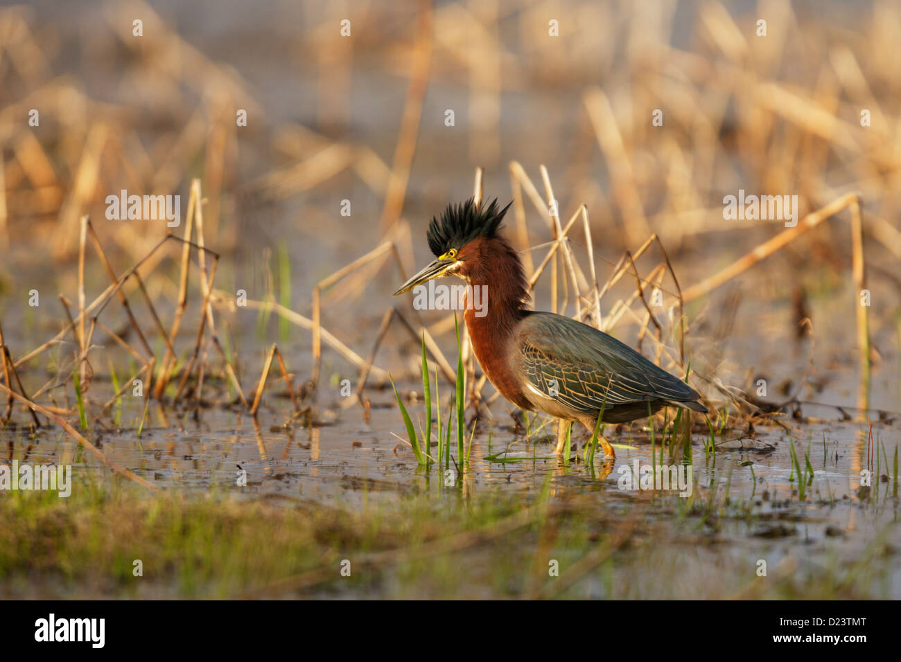 Le héron vert la chasse sur un étang - printemps, Minnesota, USA. Banque D'Images