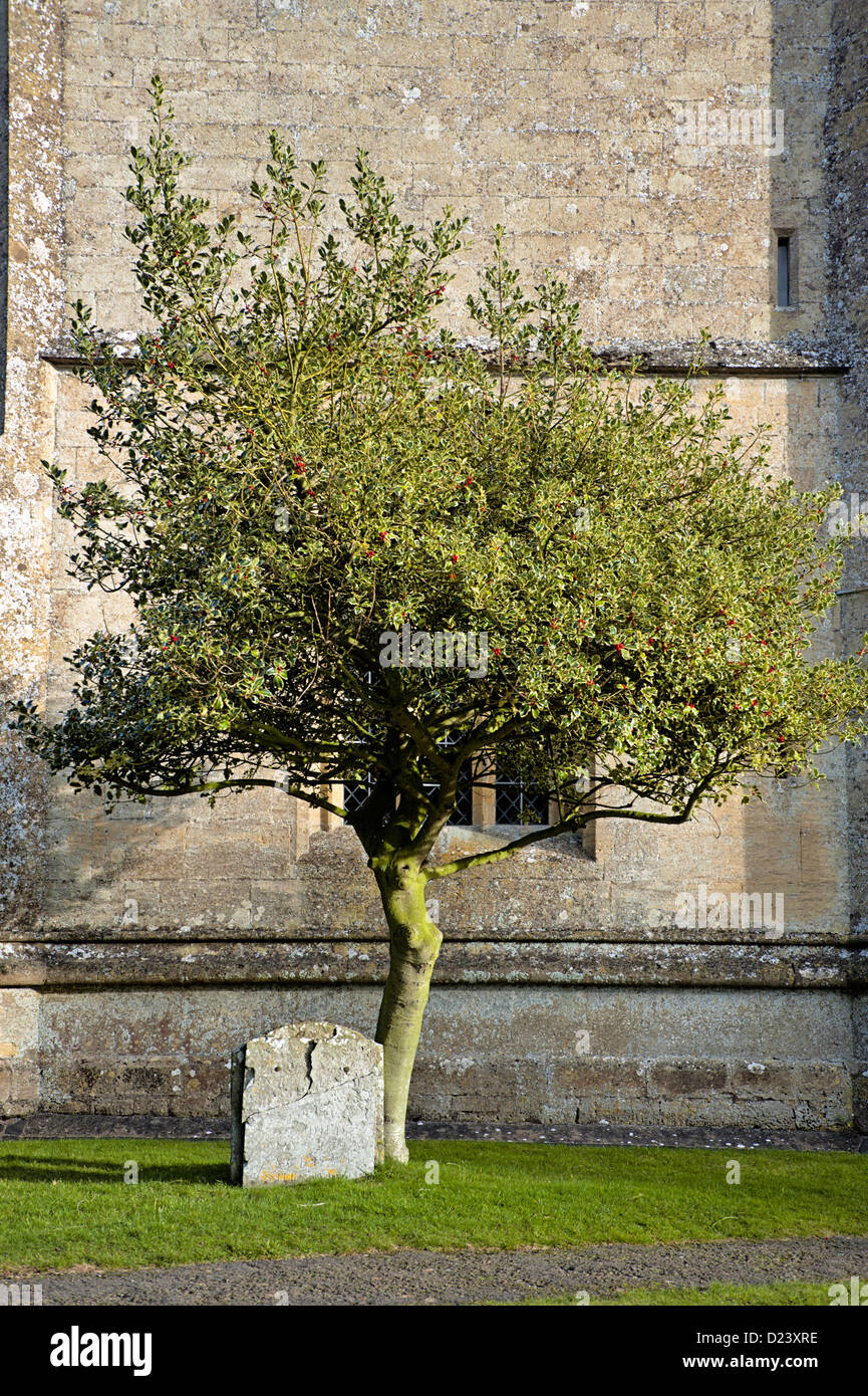 Holly Tree in cimetière avec pierre tombale Banque D'Images