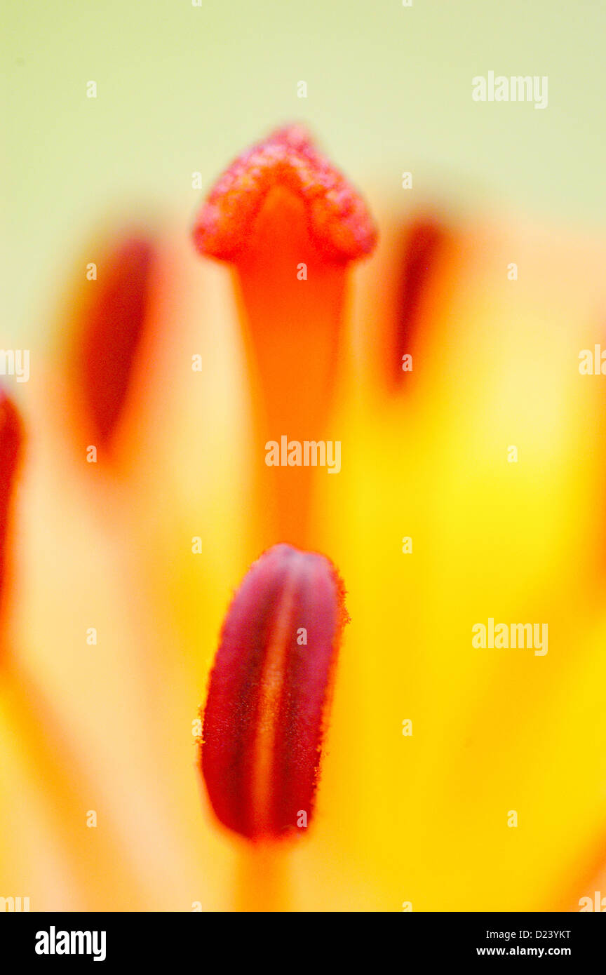 Un beau gros plan de lilium bulbiferum Banque D'Images